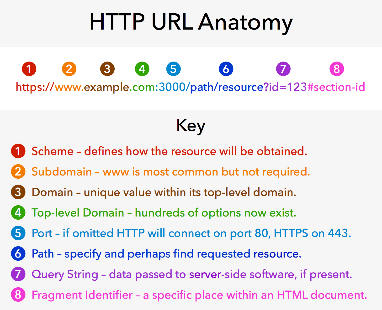 url anatomie
