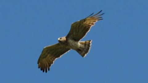 Sud Cévennes